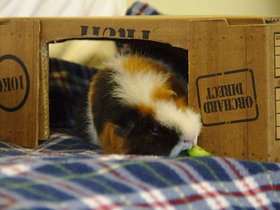 2018-06-10 Missy (c) Jason Grossman.jpg